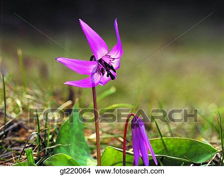 Korea Lily Dogtooth Violet Hamback Mountain Nature Wild Flower Plant Picture Gt2064 Fotosearch