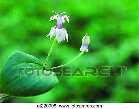 Korea, lily, leaflet, bud, sprout, nature, wild flower View Large Photo Image Stock Photography - Korea, lily, leaflet, bud, sprout, nature, wild flower. Fotosearch