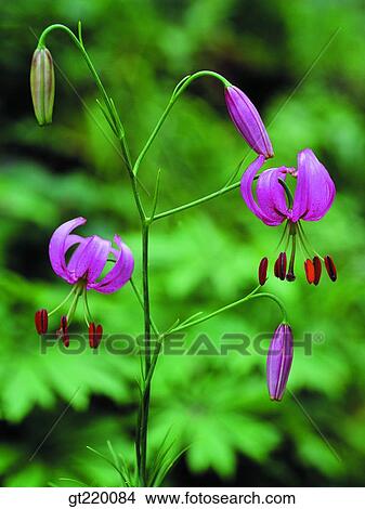 Picture - Korea, lily, nature, wild flower, plant, plants, vegetation. Fotosearch