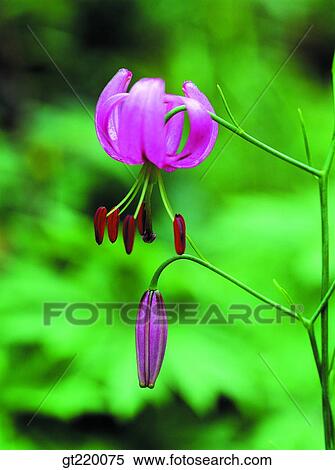 Korea, lily, nature, wild flower, plant, plants, vegetation View Large Photo Image Stock Photography - Korea, lily, nature, wild flower, plant, plants, vegetation. Fotosearch