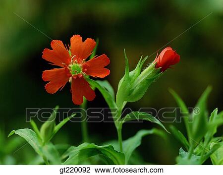 Korea, lychnis, Bohyun mountain, nature, wild flower, plant, plants View Large Photo Image Stock Image - Korea, lychnis, Bohyun mountain, nature, wild flower, plant, plants. Fotosearch