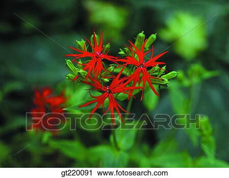 Korea, lychnis, Cungok mountain, nature, wild flower, plant, plants View Large Photo Image Stock Image - Korea, lychnis, Cungok mountain, nature, wild flower, plant, plants. Fotosearch