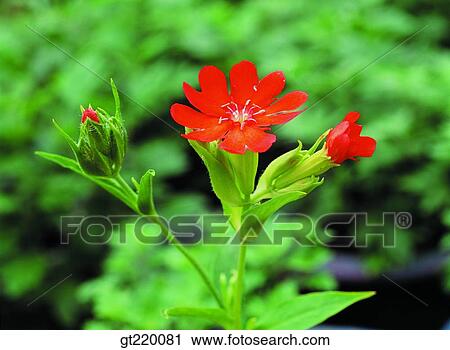 Korea, lychnis, palgong mountain, nature, wild flower, plant, plants View Large Photo Image Stock Image - Korea, lychnis, palgong mountain, nature, wild flower, plant, plants. Fotosearch