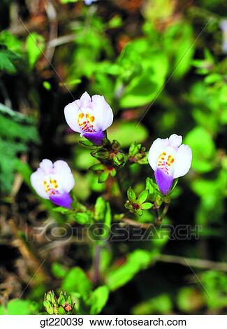 Korea, Mazus japonicus, grass, weed, nature, wild flower, plant View Large Photo Image Stock Photo - Korea, Mazus japonicus, grass, weed, nature, wild flower, plant. Fotosearch