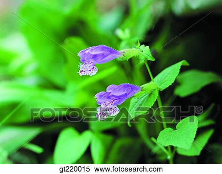 Korea, Meehania urticifolia, Hamback mountain, nature, wild flower, plant, plants View Large Photo Image Stock Photography - Korea, Meehania urticifolia, Hamback mountain, nature, wild flower, plant, plants. Fotosearch