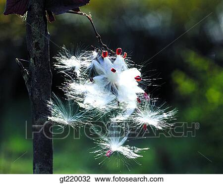 Korea, Metaplexis japonica, sclepiadaceae, Spores, Spore, pore, branch View Large Photo Image Stock Image - Korea, Metaplexis japonica, sclepiadaceae, Spores, Spore, pore, branch. Fotosearch