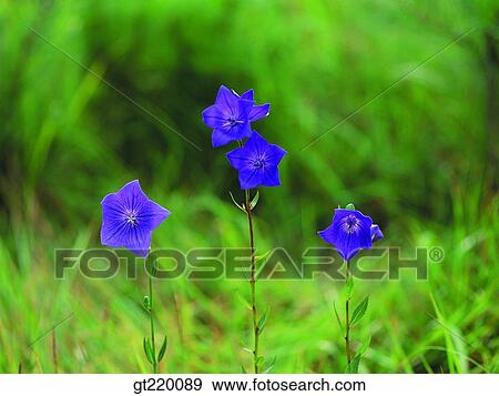 Korea, mountainballoonflowerflower, balloonflowerflower, grass, weed, Bohyun mountain, nature View Large Photo Image Stock Photo - Korea, mountainballoonflowerflower, balloonflowerflower, grass, weed, Bohyun mountain, nature. Fotosearch