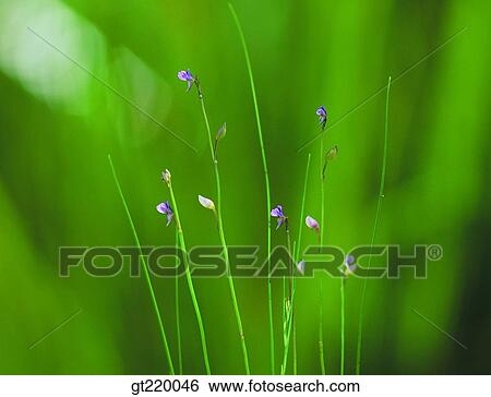 Korea, Mujaechi swamp, marsh, swamp, marsh, grass, weed View Large Photo Image Stock Photograph - Korea, Mujaechi swamp, marsh, swamp, marsh, grass, weed. Fotosearch