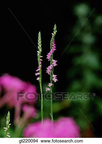 Korea, nature, wild flower, plant, plants, vegetation, outdoor View Large Photo Image Picture - Korea, nature, wild flower, plant, plants, vegetation, outdoor. Fotosearch