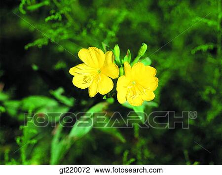 Korea, nature, wild flower, plant, plants, vegetation, outdoor View Large Photo Image Stock Image - Korea, nature, wild flower, plant, plants, vegetation, outdoor. Fotosearch
