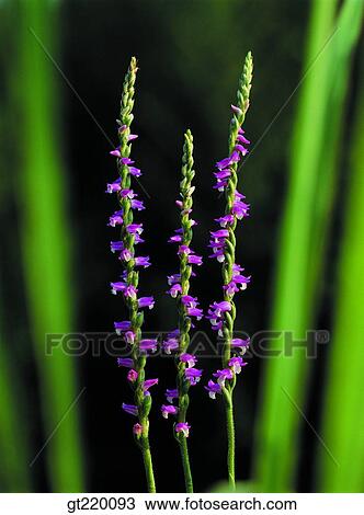 Korea, nature, wild flower, plant, plants, vegetation, outdoor View Large Photo Image Stock Image - Korea, nature, wild flower, plant, plants, vegetation, outdoor. Fotosearch