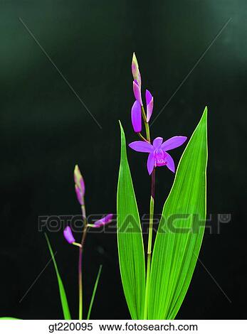 Korea, nature, wild flower, plant, plants, vegetation, outdoor View Large Photo Image Stock Photography - Korea, nature, wild flower, plant, plants, vegetation, outdoor. Fotosearch