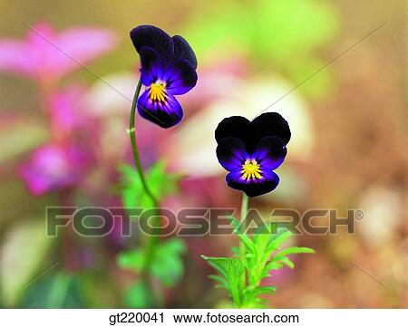 Korea, pansy, Pansy, leaf, leaves, closeup, close up View Large Photo Image Stock Image - Korea, pansy, Pansy, leaf, leaves, closeup, close up. Fotosearch