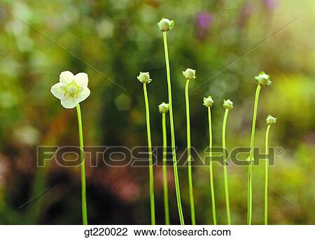 Korea, Parnassiaceae, blossom, bud, sprout, nature, wild flower View Large Photo Image Stock Image - Korea, Parnassiaceae, blossom, bud, sprout, nature, wild flower. Fotosearch