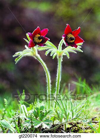 Korea, pasqueflower, nature, wild flower, plant, plants, vegetation View Large Photo Image Picture - Korea, pasqueflower, nature, wild flower, plant, plants, vegetation. Fotosearch