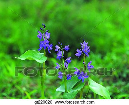 Korea, Pontederiaceae, marine life, marine plant, plants, vegetation, Hapchon swamp View Large Photo Image Stock Image - Korea, Pontederiaceae, marine life, marine plant, plants, vegetation, Hapchon swamp. Fotosearch