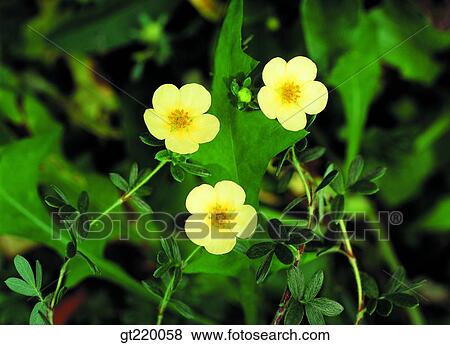 Korea, Potentilla bifurca, weed, lawn, grass, grass, weed View Large Photo Image Stock Photo - Korea, Potentilla bifurca, weed, lawn, grass, grass, weed. Fotosearch