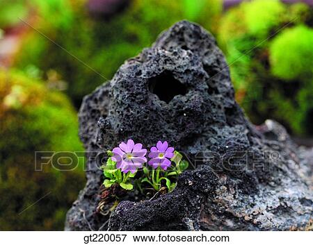 Korea, Primrose, primrose, Gaya mountain, rock, nature, wild flower View Large Photo Image Stock Photo - Korea, Primrose, primrose, Gaya mountain, rock, nature, wild flower. Fotosearch