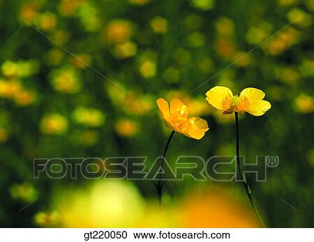 Korea, Ranunculus japonicus, nature, wild flower, plant, plants, vegetation View Large Photo Image Stock Image - Korea, Ranunculus japonicus, nature, wild flower, plant, plants, vegetation. Fotosearch