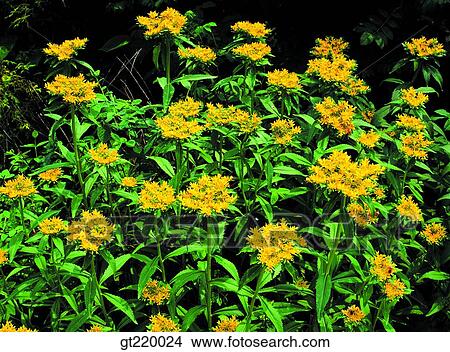 Korea, Sedum kamtschaticum, Backdoosan, backdoo mountain, backdoosan, lawn, grass View Large Photo Image Picture - Korea, Sedum kamtschaticum, Backdoosan, backdoo mountain, backdoosan, lawn, grass. Fotosearch