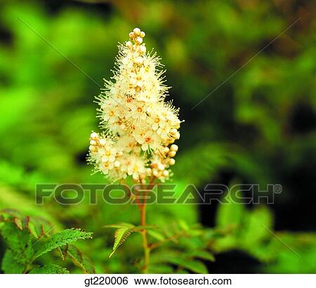Korea, Sorbaria sorbifolia, Rosaceae, Hamback mountain, nature, wild flower, plant View Large Photo Image Stock Photograph - Korea, Sorbaria sorbifolia, Rosaceae, Hamback mountain, nature, wild flower, plant. Fotosearch
