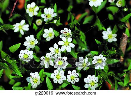 Korea, Taeback mountain, nature, wild flower, plant, plants, vegetation View Large Photo Image Stock Photograph - Korea, Taeback mountain, nature, wild flower, plant, plants, vegetation. Fotosearch