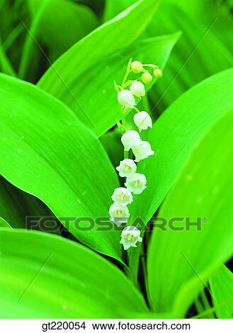 Korea, the lily of the valley, Convallaria keiskei, Bohyun mountain, leaflet, grass, weed View Large Photo Image Picture - Korea, the lily of the valley, Convallaria keiskei, Bohyun mountain, leaflet, grass, weed. Fotosearch