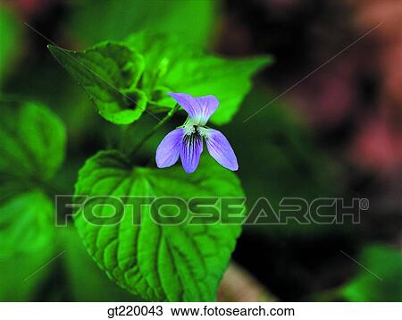 Korea, Viola acuminata, violet, pansy, leaf, grass, weed View Large Photo Image Stock Image - Korea, Viola acuminata, violet, pansy, leaf, grass, weed. Fotosearch