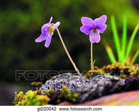 Korea, violet, pansy, Bohyun mountain, grass, weed, rock View Large Photo Image Stock Image - Korea, violet, pansy, Bohyun mountain, grass, weed, rock. Fotosearch