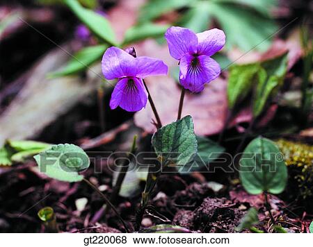 Korea, violet, pansy, Bohyun mountain, nature, wild flower, plant View Large Photo Image Stock Photo - Korea, violet, pansy, Bohyun mountain, nature, wild flower, plant. Fotosearch