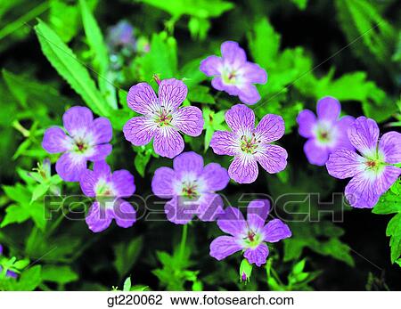 Korea, weed, Hamback mountain, grass, weed, nature, wild flower View Large Photo Image Stock Image - Korea, weed, Hamback mountain, grass, weed, nature, wild flower. Fotosearch