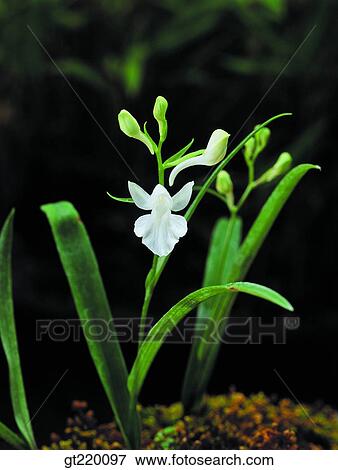 Korea, wild flower, nature, wild flower, plant, plants, vegetation View Large Photo Image Stock Photo - Korea, wild flower, nature, wild flower, plant, plants, vegetation. Fotosearch