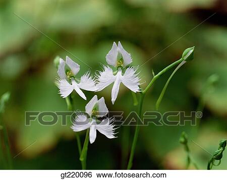Korea, wild orchid, iris, nature, wild flower, plant, plants View Large Photo Image Stock Photograph - Korea, wild orchid, iris, nature, wild flower, plant, plants. Fotosearch