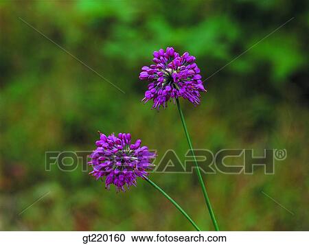 leek, Chiri mountain, nature, wild flower, plant, plants, vegetation View Large Photo Image Stock Image - leek, Chiri mountain, nature, wild flower, plant, plants, vegetation. Fotosearch