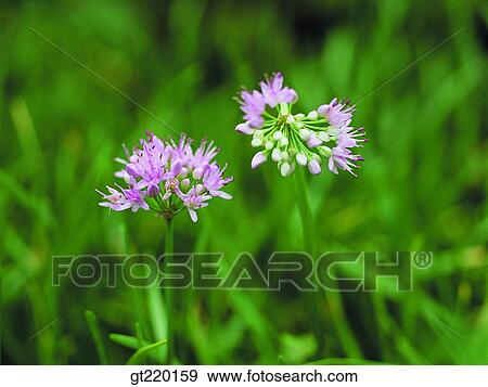leekpalgong mountain, nature, wild flower, plant, plants, vegetation, outdoor View Large Photo Image Stock Photo - leekpalgong mountain, nature, wild flower, plant, plants, vegetation, outdoor. Fotosearch