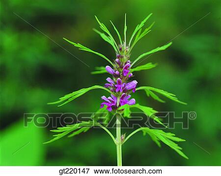 Leonurus sibiricus, Hamback mountain, nature, wild flower, plant, plants, vegetation View Large Photo Image Stock Photo - Leonurus sibiricus, Hamback mountain, nature, wild flower, plant, plants, vegetation. Fotosearch