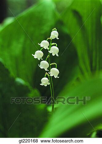 lily of the valley, nature, wild flower, plant, plants, vegetation, outdoor View Large Photo Image Stock Photo - lily of the valley, nature, wild flower, plant, plants, vegetation, outdoor. Fotosearch