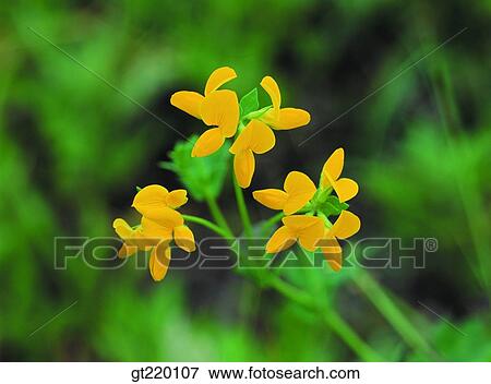 Lotus corniculatus, palgong mountain, nature, wild flower, plant, plants, vegetation View Large Photo Image Stock Photo - Lotus corniculatus, palgong mountain, nature, wild flower, plant, plants, vegetation. Fotosearch