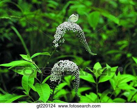 Lysimachia barystachys, grass, weed, leaflet, nature, wild flower, plant View Large Photo Image Picture - Lysimachia barystachys, grass, weed, leaflet, nature, wild flower, plant. Fotosearch