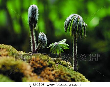 moss, lichen, rock, grass, weed, Gaya mountain, nature View Large Photo Image Stock Photo - moss, lichen, rock, grass, weed, Gaya mountain, nature. Fotosearch