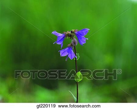 Mujaechi swamp, marsh, swamp, marsh, nature, wild flower, plant View Large Photo Image Stock Photo - Mujaechi swamp, marsh, swamp, marsh, nature, wild flower, plant. Fotosearch