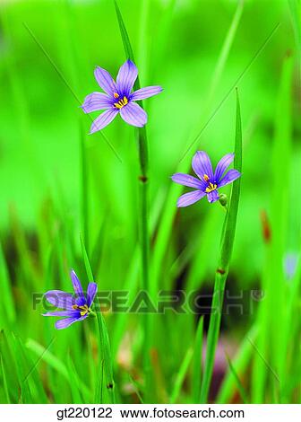 nature, wild flower, plant, plants, vegetation, outdoor, exterior View Large Photo Image Stock Image - nature, wild flower, plant, plants, vegetation, outdoor, exterior. Fotosearch