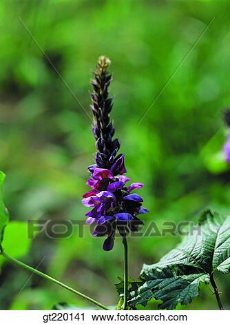 nature, wild flower, plant, plants, vegetation, outdoor, exterior View Large Photo Image Stock Image - nature, wild flower, plant, plants, vegetation, outdoor, exterior. Fotosearch