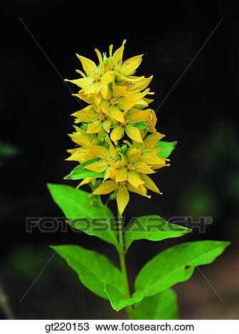 nature, wild flower, plant, plants, vegetation, outdoor, exterior View Large Photo Image Stock Image - nature, wild flower, plant, plants, vegetation, outdoor, exterior. Fotosearch