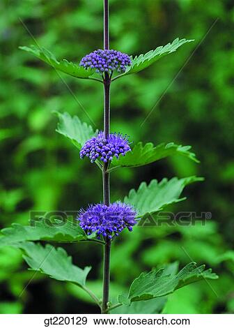 nature, wild flower, plant, plants, vegetation, outdoor, exterior View Large Photo Image Stock Photo - nature, wild flower, plant, plants, vegetation, outdoor, exterior. Fotosearch