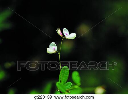 nature, wild flower, plant, plants, vegetation, outdoor, exterior View Large Photo Image Stock Photo - nature, wild flower, plant, plants, vegetation, outdoor, exterior. Fotosearch