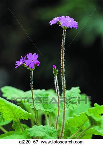 nature, wild flower, plant, plants, vegetation, outdoor, exterior View Large Photo Image Stock Photo - nature, wild flower, plant, plants, vegetation, outdoor, exterior. Fotosearch