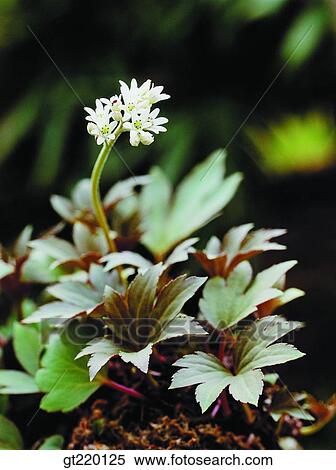 nature, wild flower, plant, plants, vegetation, outdoor, exterior View Large Photo Image Stock Photography - nature, wild flower, plant, plants, vegetation, outdoor, exterior. Fotosearch