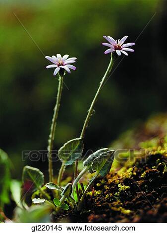 nature, wild flower, plant, plants, vegetation, outdoor, exterior View Large Photo Image Stock Photography - nature, wild flower, plant, plants, vegetation, outdoor, exterior. Fotosearch