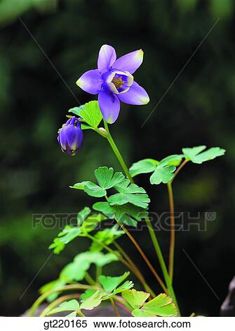 nature, wild flower, plant, plants, vegetation, outdoor, exterior View Large Photo Image Stock Photography - nature, wild flower, plant, plants, vegetation, outdoor, exterior. Fotosearch